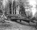 Lohewiegen im Hauberg, Foto: Otto Arnold, 11. Juni 1938