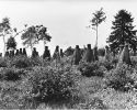 Kornritter im Hauberg, Foto: Otto Arnold, 14. September 1929